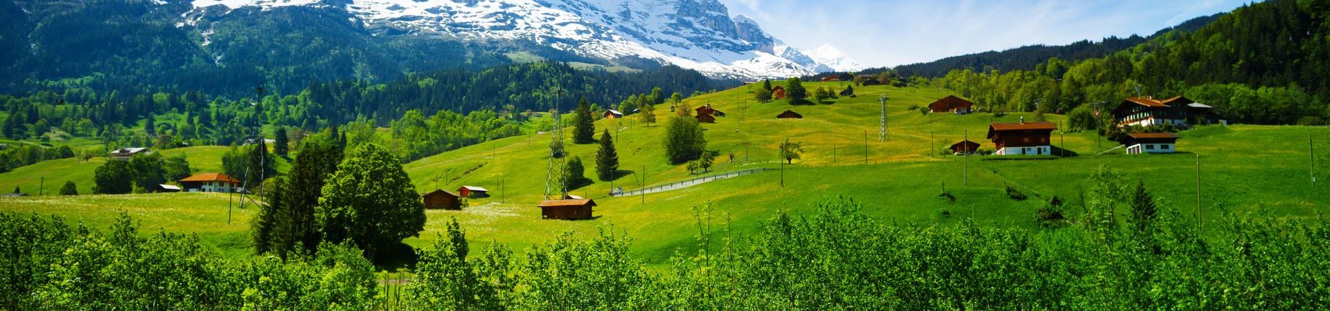 Blooming yellow flowers field of beautiful Swiss landscape with Alps mountains covered with snow in summer